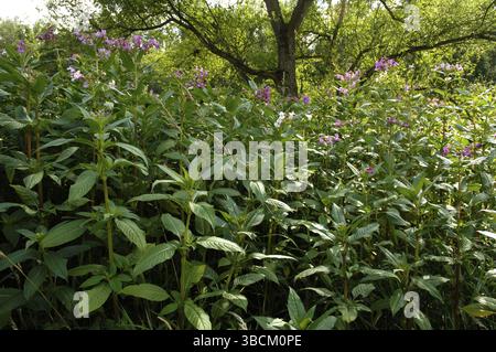 Balsamo himalayano (Impatiens glandulifera), balsamo indiano, balsamo ghiandolare (Balsaminaceae) Foto Stock