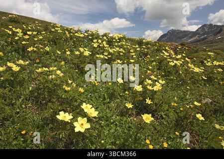 Pasque Flower, Svizzera (Pulsatilla alpina apiifolia) Foto Stock