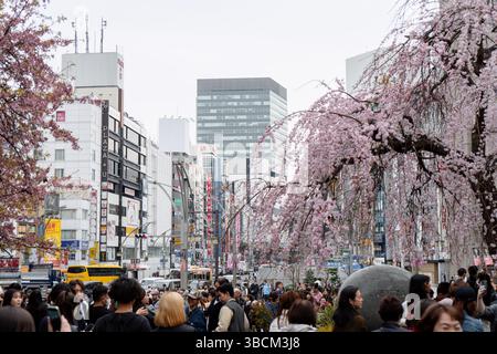 Ingresso al Parco di Ueno con fiori di ciliegio già parzialmente in piena fioritura, Tokyo, Giappone Foto Stock