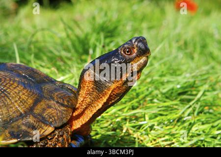 Tartaruga di legno (Glyptemys insculpta) (Clemmys insculpta) Foto Stock