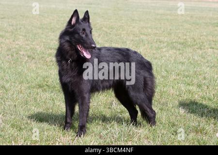 Groenendael, cane pastore belga Foto Stock