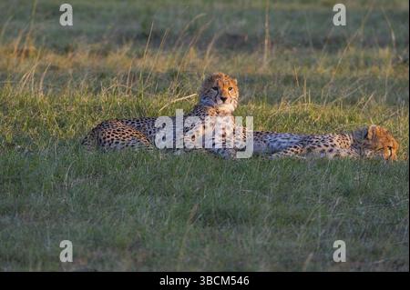 Ghepardo, animale, selvatico, selvatico, predatore, cat, africa, running, spot, mammiferi, safari, natura, veloce, sfondo, coda, africano, veloce, nazionale, keny Foto Stock