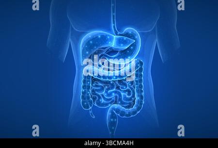 Struttura a reticolo astratto apparato digerente umano intestinale. Salute intestinale, malattie intestinali, tratto gastrointestinale. Illustrazione Vettoriale
