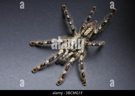 Ragno ornamentale indiano (Poecilotheria regalis) Foto Stock