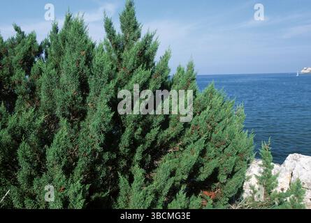 Fenicia (arbusti) ginepro (Juniperus phoenicea), Phoenizischer Wacholder, Phoenizischer Wacholder, Phoenizischer Sadebaum, Phoenizischer Sadebaum, E Foto Stock
