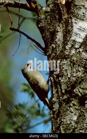 Picchio dalla testa grigia (Picus canus), maschio, Grauspecht, maennlich, picchio dalla faccia grigia, Spechtvoegel Foto Stock