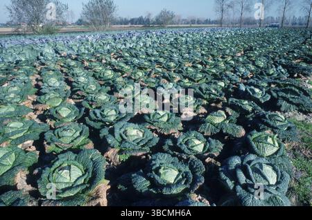 Savoy Cabbage Field, Belgio (Brassica oleracea var. sabauda) Foto Stock