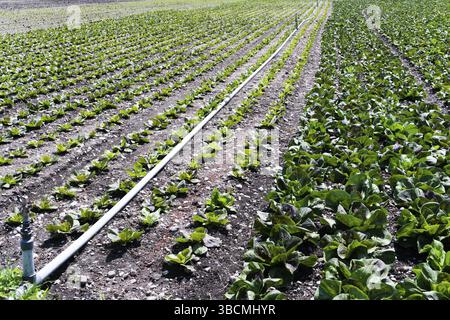 Ampio campo di fattoria con filari di lattuga e di un sistema di irrigazione su una grande azienda industriale Foto Stock