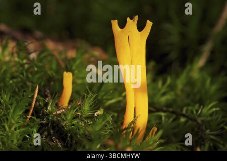 Specie di corallo nella foresta di funghi Foto Stock