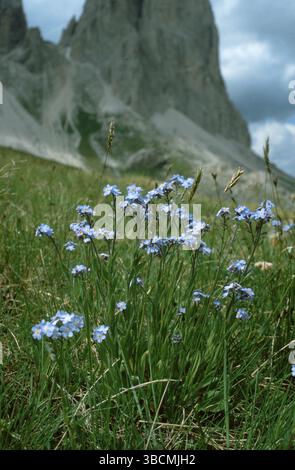 Alpino Forgetmenot, Dolomiti, Italia (Myosotis alpestris), Alpen-Vergissmeinnicht, Dolomiten, Italien, Europa, Europa, Blumen, fiori, Pflanzen, piano Foto Stock