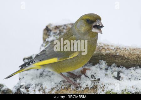 Verdone europeo (Chloris chloris) Foto Stock