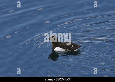 Crab Divers (All), Spitsbergen (Plautus All), Norvegia, Europa Foto Stock