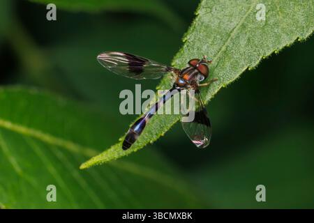 Volo aereo alato a banda orientale (Hypocritanus fascipennis) Foto Stock