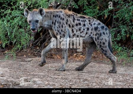 La iena maculata (Crocuta crocuta), conosciuta anche come la iena che ride, Zakouma National Park, Ciad. Foto Stock