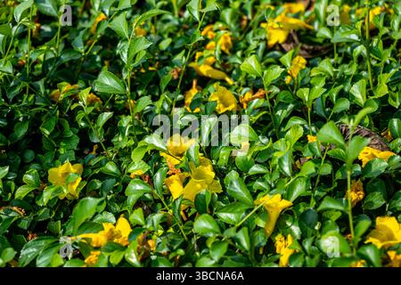 Golden Euonymus Euonymus japonicus Aureo marginatus è un arbusto sempreverde noto per il suo fogliame audace e variegato. Foglie verdi lucide Foto Stock