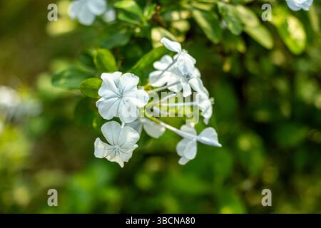 Plumbago auriculata, erba di mantello, plumbago blu, fiori di cielo. Ornamentale eccellente per bordi, triglie, contenitori e giardini in stile tropicale Foto Stock