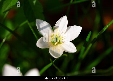 Vista ravvicinata del giglio bianco piovano o del fiore Zephyranthes grandiflora che cresce a terra Foto Stock