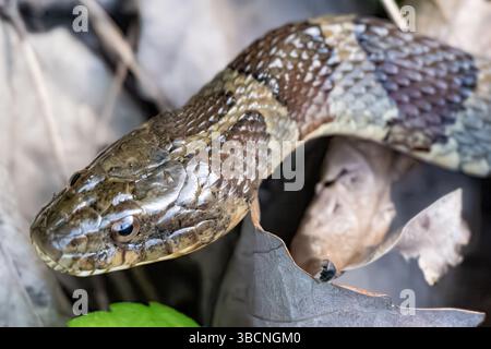 Serpente d'acqua settentrionale (Nerodia sipedon sipedon), un serpente non velenoso, lungo il bordo di un lago a Jasper, Georgia. (USA) Foto Stock