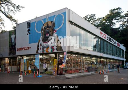 Tosa Inu (土佐犬?), chiamato anche Tosa-ken e Mastiff giapponese, è una razza di cani di origine giapponese utilizzata per combattere i cani, Kochi, Shikoku, Giappone. Foto Stock