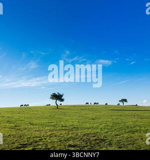 Le mucche pascolano pacificamente sui lussureggianti pascoli verdi del Puy de Dome. Alcuni alberi punteggiano il paesaggio sotto un ampio e limpido cielo blu, Auvergne, Francia Foto Stock