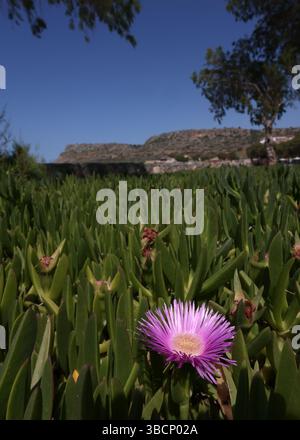 Primo piano di un singolo fiore di fico ottentota (carpobroto edulis) sulla spiaggia di Sissi, Creta, Grecia. Foto Stock