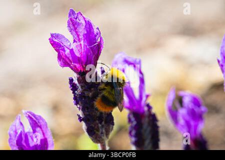 Honeybee sta cercando il nettare su un fiore viola di lavanda (Lavendula stoechas) Foto Stock