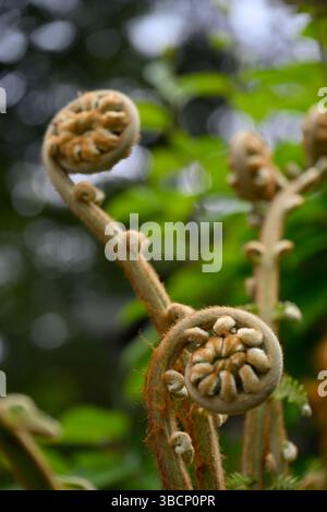 Teste di fiddlehead o spianatrici di felci primaverili di Osmunda regalis UK Garden May Foto Stock