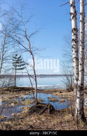 Tranquillo scenario lacustre caratterizzato da slanciati alberi di betulla, che si riflettono sull'acqua calma, circondati da macchie di erba e terra, creando un'atmosfera serena Foto Stock