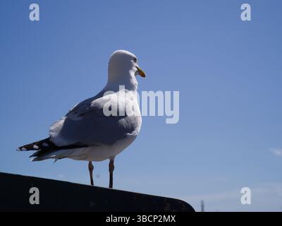 Bridlington, Regno Unito, 13 aprile 2025, gabbiano sul lungomare di Bridlington. Foto Stock