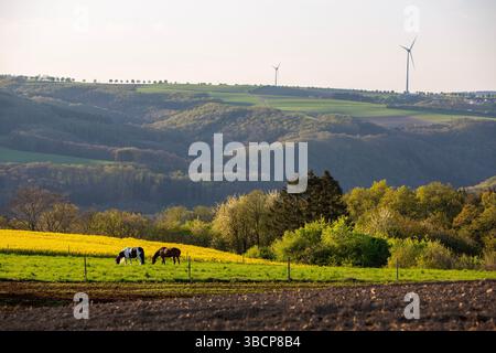 prato con cavalli nella campagna primaverile dell'eifel tedesco e colza, campi e foreste al tramonto Foto Stock