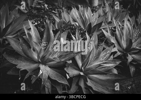 Primo piano bianco e nero di piante di agave con nomi e cuori scolpiti nelle loro foglie Foto Stock
