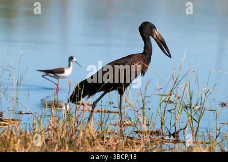 Cicogna africana a becco aperto, openbill africano (Anastomus lamelligerus), alla ricerca di cibo in acque poco profonde ai margini dell'acqua, palafitte con ali nere nel Foto Stock