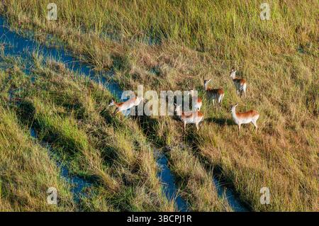 Lechwe, lechwe meridionale, lechwe rosso (Kobus leche), gruppo che attraversa una zona umida, foto aeree, Botswana, Delta dell'Okavango Foto Stock