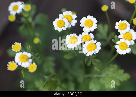 Featherfew, matricale, feather-leaf tansy (Tanacetum parthenium, Chrysanthemum parthenium), fioritura, Germania Foto Stock