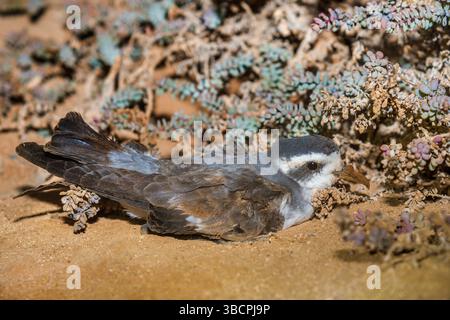 Petrel tempesta dalla faccia bianca (Pelagodroma marina), riproduzione, Isole Cap Verde, Boavista, Ilheu dos Passaros Foto Stock