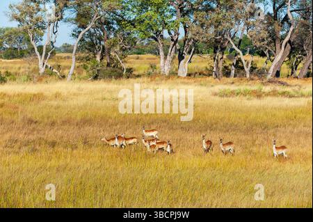 Lechwe, lechwe meridionale, lechwe rosso (Kobus leche), mandria nella prateria secca, foto aerea, Botswana, Delta dell'Okavango Foto Stock