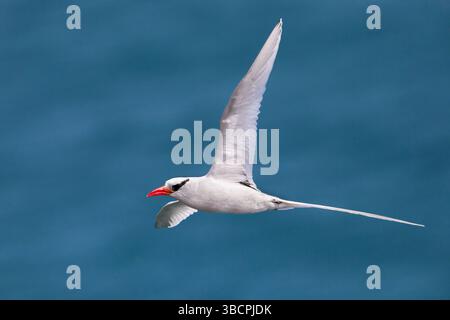 Uccello tropico a becco rosso (Phaethon aethereus), in volo, Isole Cap Verde, Santiago Foto Stock