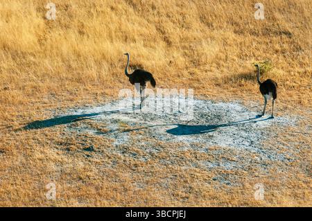 Struzzo, struzzo comune (Struthio camelus), coppia al nido, Botswana, Delta dell'Okavango Foto Stock
