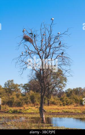 Ibis sacro africano (Threskiornis aethiopicus), ibises sacri africani e cicogne openbill africane arroccate in un albero morto, Botswana, Delta dell'Okavango, K. Foto Stock