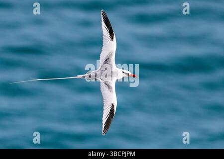 Uccello tropico a becco rosso (Phaethon aethereus), in volo, Isole Cap Verde, Santiago Foto Stock
