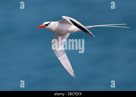 Uccello tropico a becco rosso (Phaethon aethereus), in volo, Isole Cap Verde, Santiago Foto Stock