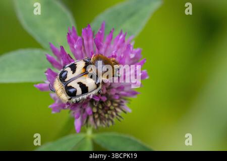 Affettatrice di api, coleottero (Trichius fasciatus), seduta su un trifoglio, Svezia Foto Stock