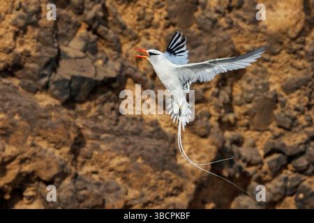 Uccello tropico a becco rosso (Phaethon aethereus), chiamata in volo, Isole Cap Verde, Santiago, scogliere Praia, Praia Foto Stock