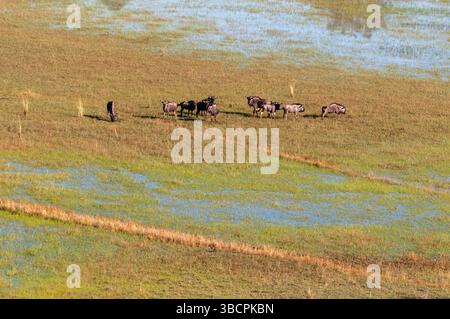 gnu blu, gnu brindled, gnu dalla barba bianca, gnu comune (Connochaetes taurinus), mandria di gnu che vagano attraverso una pianura alluvionale, A. Foto Stock