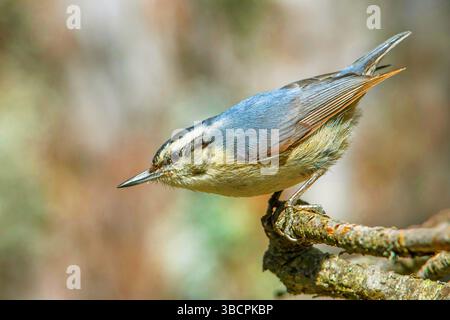 Nuthatch corsa (Sitta whiteheadi), maschio appollaiato su una filiale, Francia, Corsica Foto Stock