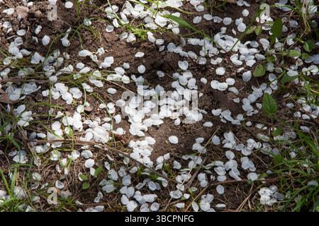 Petali bianchi di ciliegio caduto floreale su terreno marrone con erba illuminata dalla luce del sole. Una foto ravvicinata di un gran numero di petali caduti dalla vittoria Foto Stock