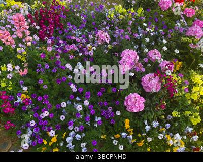 Un vivace gruppo di fiori brillanti irradia di colore e fascino, perfetto per aggiungere vita, gioia e bellezza accattivante a qualsiasi giardino o esposizione floreale. Foto Stock