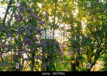 Una bellissima macchia lilla che cresce nel parco al tramonto in una giornata di sole. Natura. Messa a fuoco selettiva Foto Stock