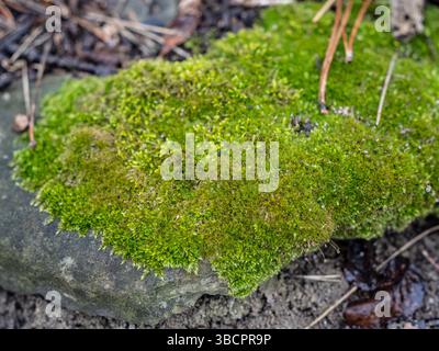 Muschio verde rigoglioso che cresce su una superficie ruvida di terreno e frammenti rotti nella foresta Foto Stock