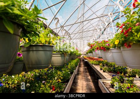 File di fiori vivaci in vasi e vassoi sospesi all'interno di una serra luminosa con tetto trasparente e struttura in metallo. Foto Stock